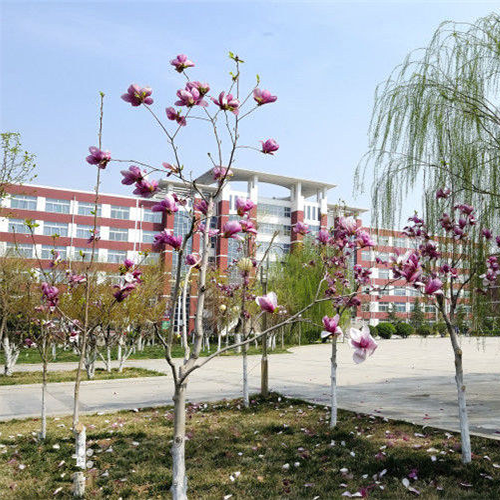 我的大學(xué)