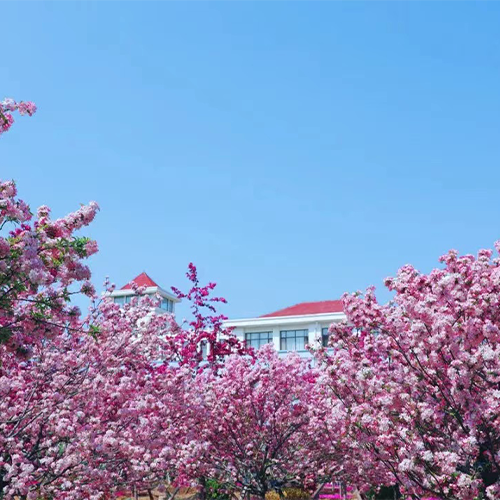 最美大學
