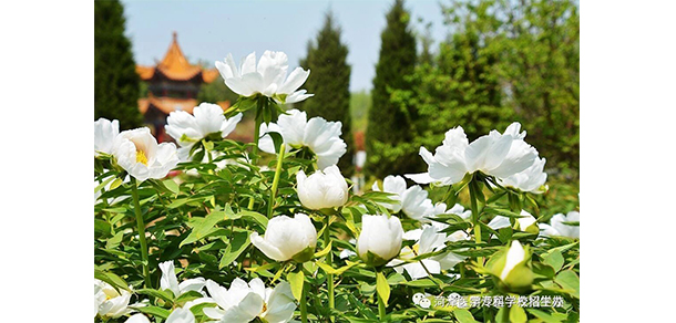 菏澤醫(yī)學?？茖W校 - 最美大學