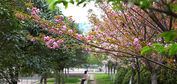 我的大學(xué)-大學(xué)志