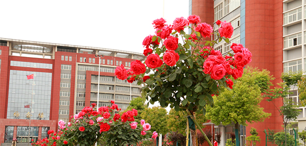 我的大學(xué)-大學(xué)志
