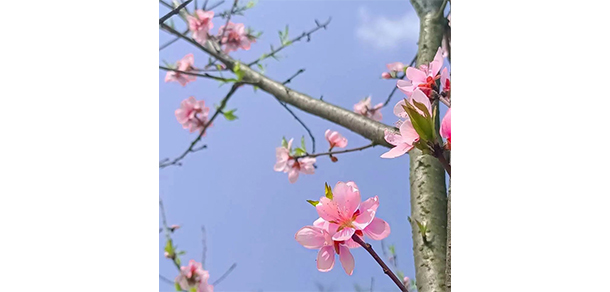 我的大學(xué)-大學(xué)志