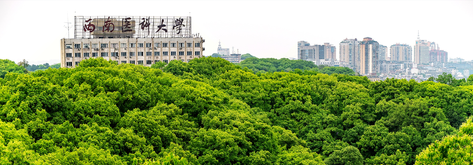 西南醫(yī)科大學-校園風景