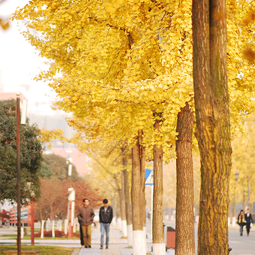 西南民族大學(xué)-大學(xué)文化