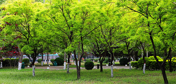 我的大學(xué)-大學(xué)志