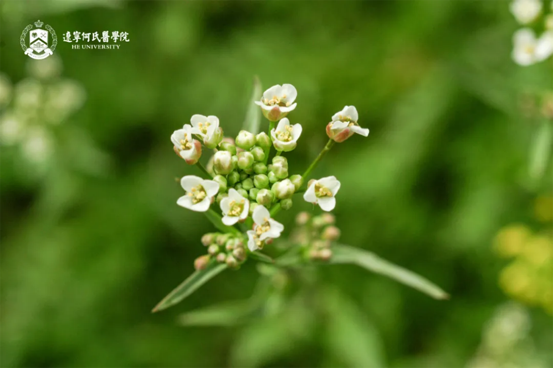 花事正盛，何氏的春天“鏡”這么美！