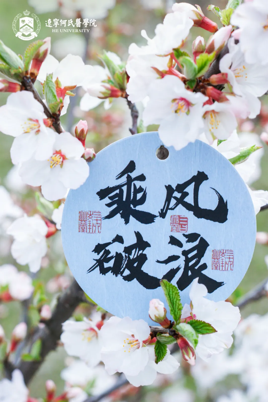 花事正盛，何氏的春天“鏡”這么美！
