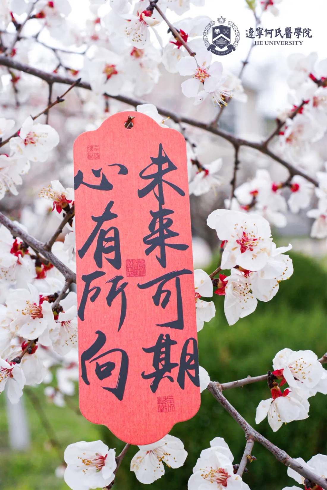 花事正盛，何氏的春天“鏡”這么美！