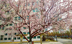 文化標(biāo)識：校名題寫 / 校徽設(shè)計